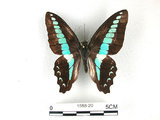 中文名:青帶鳳蝶(1588-20)學名:Graphium sarpedon(Fruhstorfer) subsp. connectens(1588-20)