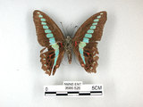 中文名:青帶鳳蝶(3686-526)學名:Graphium sarpedon(Fruhstorfer) subsp. connectens(3686-526)