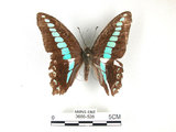 中文名:青帶鳳蝶(3686-526)學名:Graphium sarpedon(Fruhstorfer) subsp. connectens(3686-526)