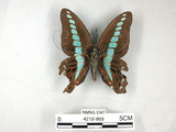 中文名:青帶鳳蝶(4219-868)學名:Graphium sarpedon(Fruhstorfer) subsp. connectens(4219-868)