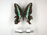 中文名:青帶鳳蝶(4219-868)學名:Graphium sarpedon(Fruhstorfer) subsp. connectens(4219-868)