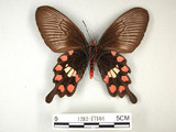 中文名:紅紋鳳蝶(紅珠鳳蝶)(1282-17104)學名:Pachliopta aristolochiae(Fruhstorfer) subsp. interpositus(1282-17104)