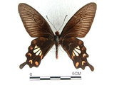 中文名:紅紋鳳蝶(紅珠鳳蝶)(1282-16757)學名:Pachliopta aristolochiae(Fruhstorfer) subsp. interpositus(1282-16757)