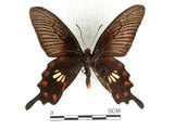 中文名:紅紋鳳蝶(紅珠鳳蝶)(1282-16906)學名:Pachliopta aristolochiae(Fruhstorfer) subsp. interpositus(1282-16906)