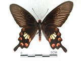 中文名:紅紋鳳蝶(紅珠鳳蝶)(1282-16822)學名:Pachliopta aristolochiae(Fruhstorfer) subsp. interpositus(1282-16822)
