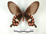中文名:紅紋鳳蝶(紅珠鳳蝶)(1282-16872)學名:Pachliopta aristolochiae(Fruhstorfer) subsp. interpositus(1282-16872)
