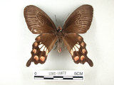 中文名:紅紋鳳蝶(紅珠鳳蝶)(1282-16872)學名:Pachliopta aristolochiae(Fruhstorfer) subsp. interpositus(1282-16872)
