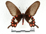 中文名:紅紋鳳蝶(紅珠鳳蝶)(1282-17152)學名:Pachliopta aristolochiae(Fruhstorfer) subsp. interpositus(1282-17152)