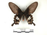 中文名:紅紋鳳蝶(紅珠鳳蝶)(1577-95)學名:Pachliopta aristolochiae(Fruhstorfer) subsp. interpositus(1577-95)