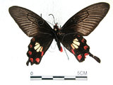 中文名:紅紋鳳蝶(紅珠鳳蝶)(1720-4)學名:Pachliopta aristolochiae(Fruhstorfer) subsp. interpositus(1720-4)