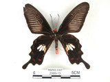 中文名:紅紋鳳蝶(紅珠鳳蝶)(2909-13)學名:Pachliopta aristolochiae(Fruhstorfer) subsp. interpositus(2909-13)