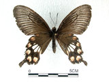 中文名:紅紋鳳蝶(紅珠鳳蝶)(5017-122)學名:Pachliopta aristolochiae(Fruhstorfer) subsp. interpositus(5017-122)
