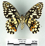 中文名:無尾鳳蝶(1142-35)學名:Papilio demoleus Linnaeus, 1758(1142-35)