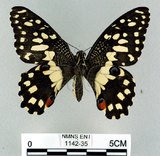 中文名:無尾鳳蝶(1142-35)學名:Papilio demoleus Linnaeus, 1758(1142-35)