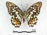 中文名:無尾鳳蝶(1147-112)學名:Papilio demoleus Linnaeus, 1758(1147-112)