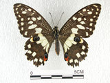 中文名:無尾鳳蝶(1147-112)學名:Papilio demoleus Linnaeus, 1758(1147-112)