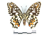 中文名:無尾鳳蝶(1147-111)學名:Papilio demoleus Linnaeus, 1758(1147-111)