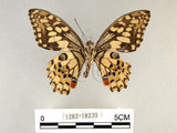 中文名:無尾鳳蝶(1282-18239)學名:Papilio demoleus Linnaeus, 1758(1282-18239)