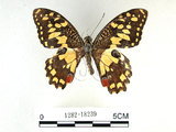 中文名:無尾鳳蝶(1282-18239)學名:Papilio demoleus Linnaeus, 1758(1282-18239)