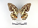 中文名:無尾鳳蝶(1282-18454)學名:Papilio demoleus Linnaeus, 1758(1282-18454)