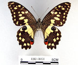 中文名:無尾鳳蝶(1282-18454)學名:Papilio demoleus Linnaeus, 1758(1282-18454)