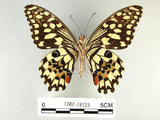 中文名:無尾鳳蝶(1282-18123)學名:Papilio demoleus Linnaeus, 1758(1282-18123)