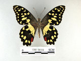 中文名:無尾鳳蝶(1282-18123)學名:Papilio demoleus Linnaeus, 1758(1282-18123)