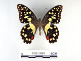 中文名:無尾鳳蝶(1282-18081)學名:Papilio demoleus Linnaeus, 1758(1282-18081)