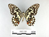 學名:Papilio demoleus Linnaeus, 1758(2397-1161)