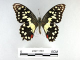 學名:Papilio demoleus Linnaeus, 1758(2397-1161)