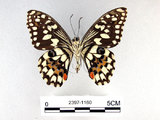 學名:Papilio demoleus Linnaeus, 1758(2397-1160)