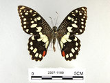 學名:Papilio demoleus Linnaeus, 1758(2397-1160)