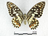 中文名:無尾鳳蝶(2692-914)學名:Papilio demoleus Linnaeus, 1758(2692-914)