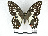 中文名:無尾鳳蝶(2692-914)學名:Papilio demoleus Linnaeus, 1758(2692-914)