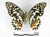 中文名:無尾鳳蝶(2692-915)學名:Papilio demoleus Linnaeus, 1758(2692-915)