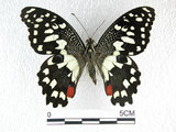 中文名:無尾鳳蝶(2692-915)學名:Papilio demoleus Linnaeus, 1758(2692-915)