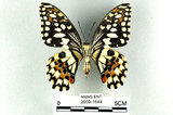 中文名:無尾鳳蝶(2909-1644)學名:Papilio demoleus Linnaeus, 1758(2909-1644)