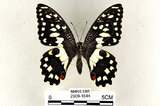中文名:無尾鳳蝶(2909-1644)學名:Papilio demoleus Linnaeus, 1758(2909-1644)