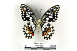 中文名:無尾鳳蝶(2909-652)學名:Papilio demoleus Linnaeus, 1758(2909-652)