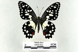 中文名:無尾鳳蝶(2909-652)學名:Papilio demoleus Linnaeus, 1758(2909-652)