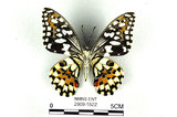 中文名:無尾鳳蝶(2909-1522)學名:Papilio demoleus Linnaeus, 1758(2909-1522)