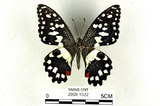 中文名:無尾鳳蝶(2909-1522)學名:Papilio demoleus Linnaeus, 1758(2909-1522)