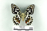 中文名:無尾鳳蝶(2909-463)學名:Papilio demoleus Linnaeus, 1758(2909-463)