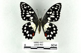 中文名:無尾鳳蝶(2909-463)學名:Papilio demoleus Linnaeus, 1758(2909-463)