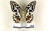 中文名:無尾鳳蝶(2909-1529)學名:Papilio demoleus Linnaeus, 1758(2909-1529)