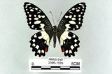 中文名:無尾鳳蝶(2909-1529)學名:Papilio demoleus Linnaeus, 1758(2909-1529)