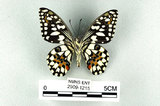 中文名:無尾鳳蝶(2909-1215)學名:Papilio demoleus Linnaeus, 1758(2909-1215)