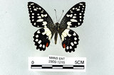 中文名:無尾鳳蝶(2909-1215)學名:Papilio demoleus Linnaeus, 1758(2909-1215)