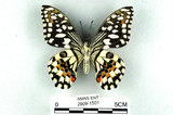 中文名:無尾鳳蝶(2909-1501)學名:Papilio demoleus Linnaeus, 1758(2909-1501)