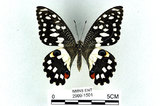 中文名:無尾鳳蝶(2909-1501)學名:Papilio demoleus Linnaeus, 1758(2909-1501)